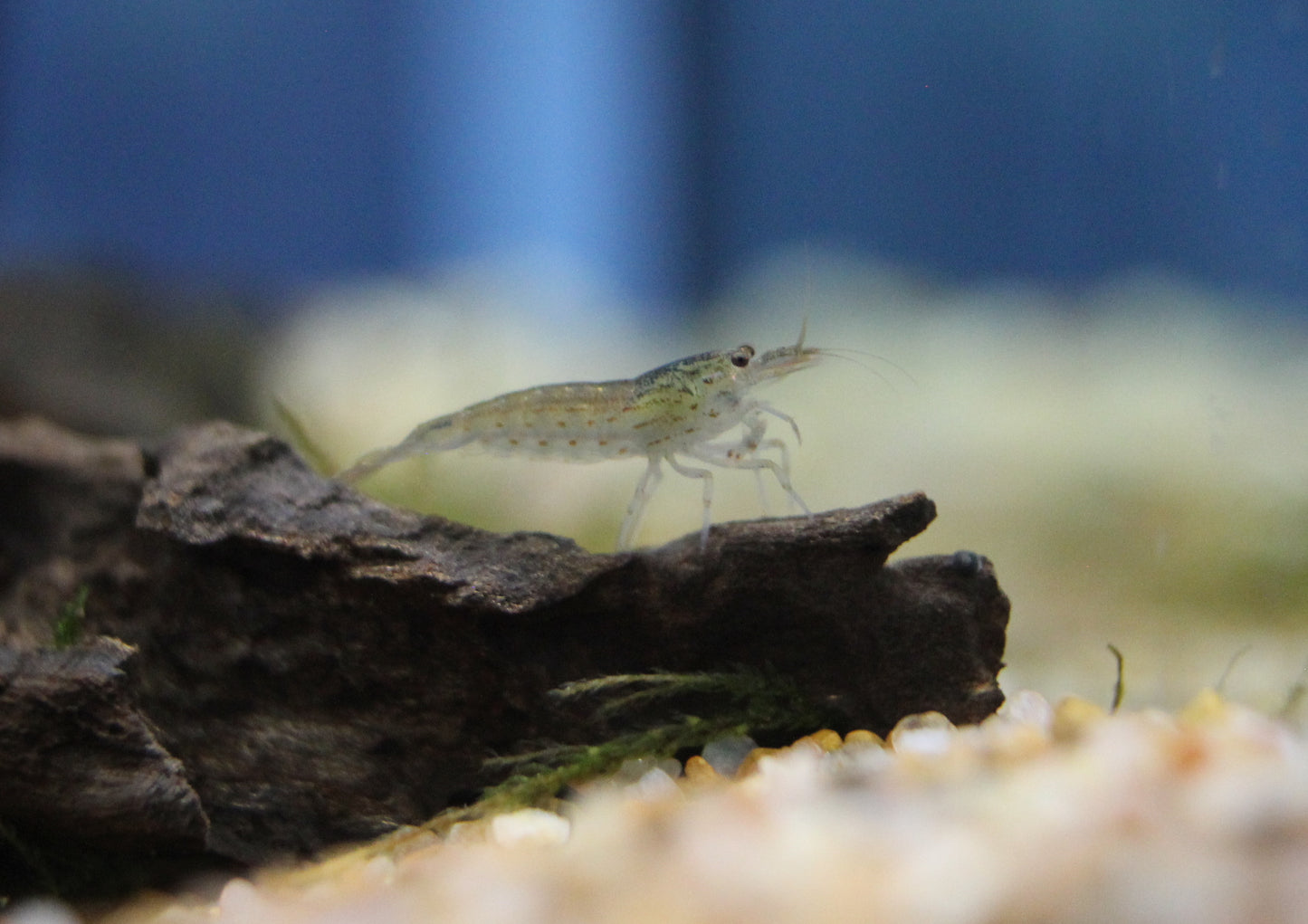 Amano Shrimp - Caridina multidentata