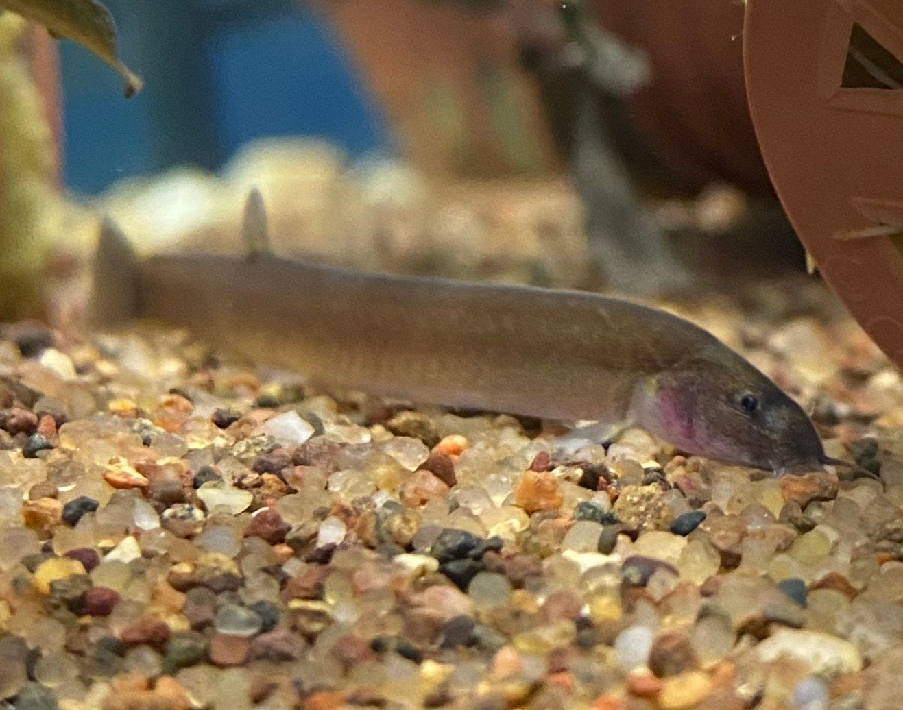 Black Kuhli Loach