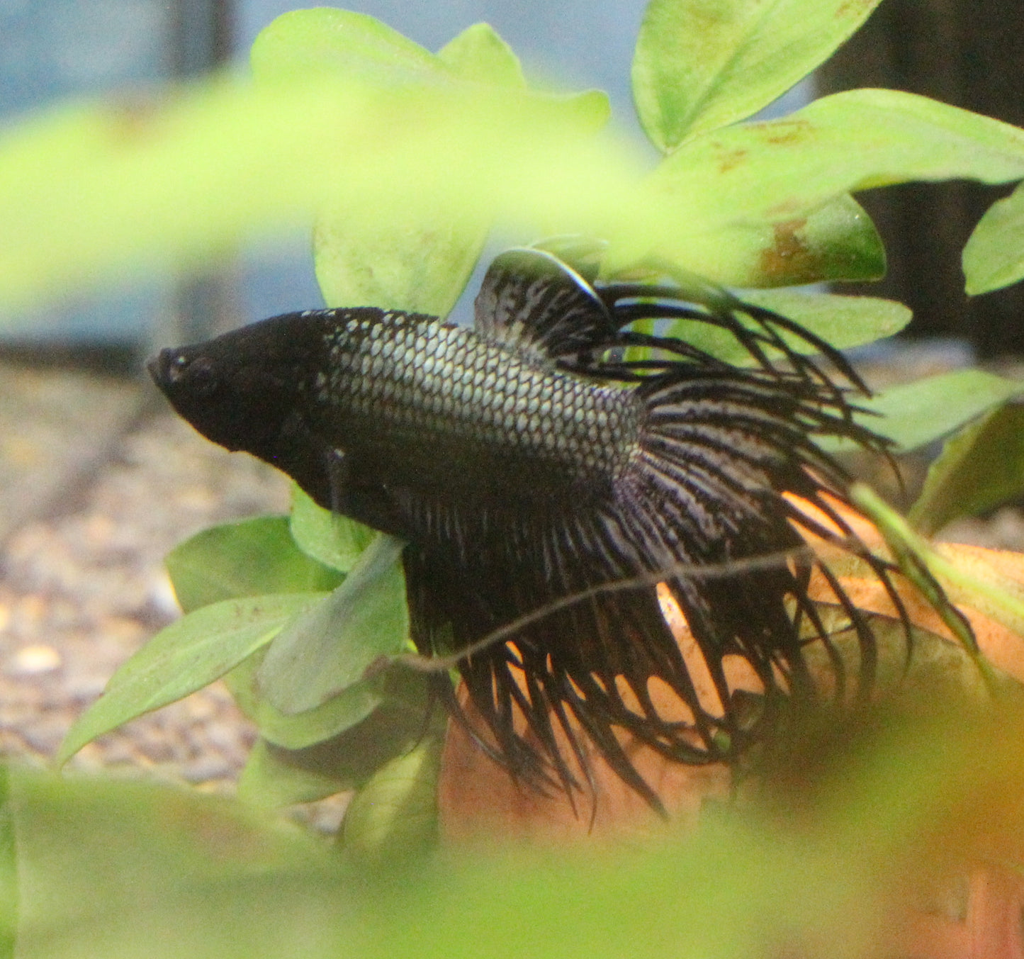 Black Orchid King Crowntail