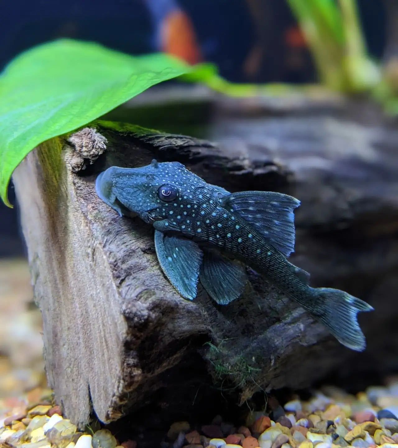 Blue Phantom Pleco L128
