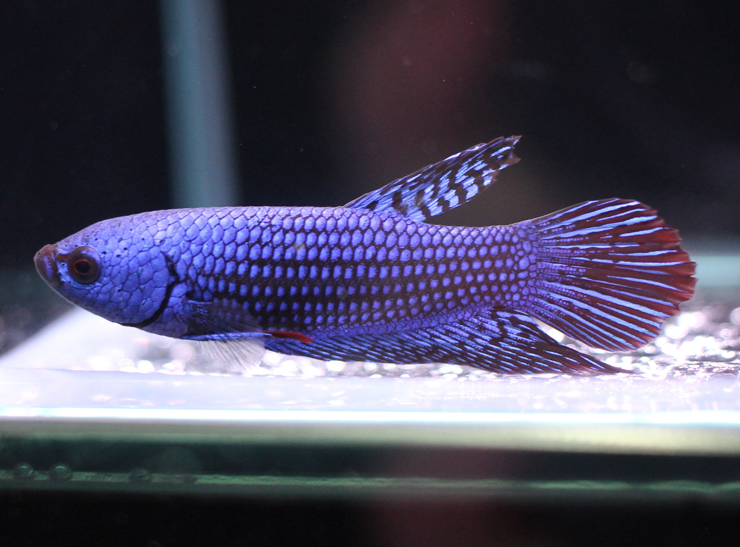 Alien Betta (Blue)