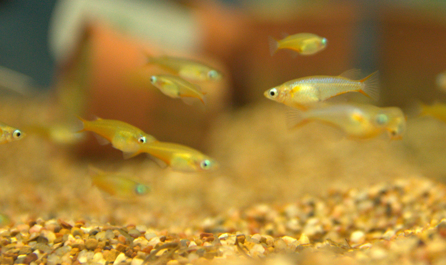 Daisy's Blue Ricefish