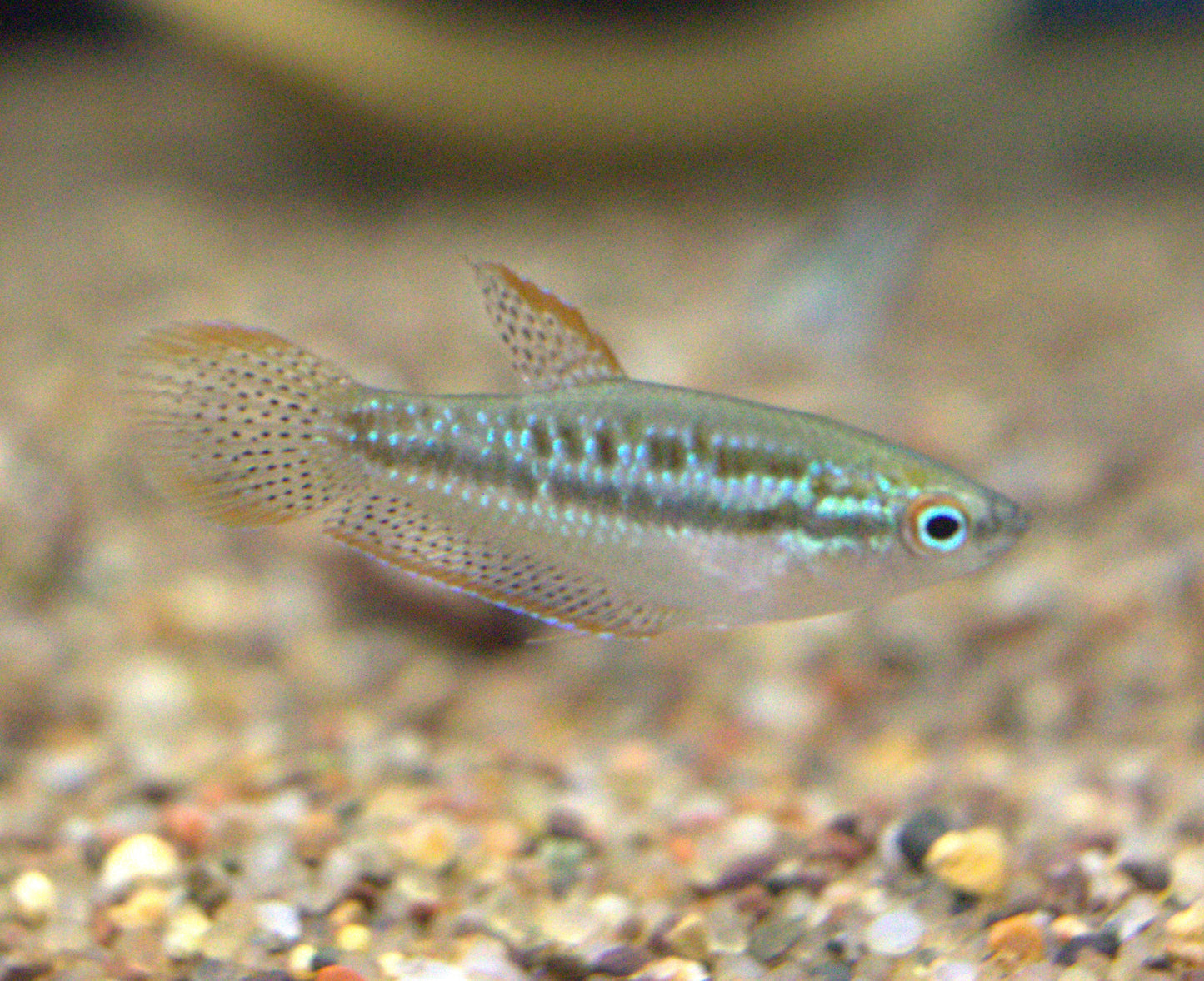 Sparkling Gourami