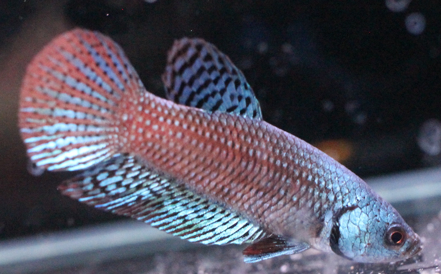 Alien Betta (Steel Blue)