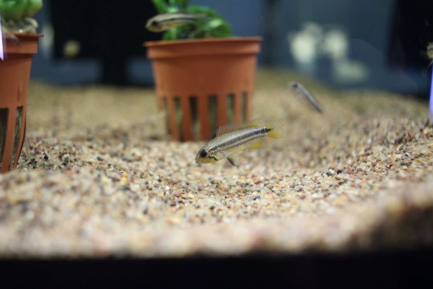 Apistogramma Agassizii (Wild-Caught)