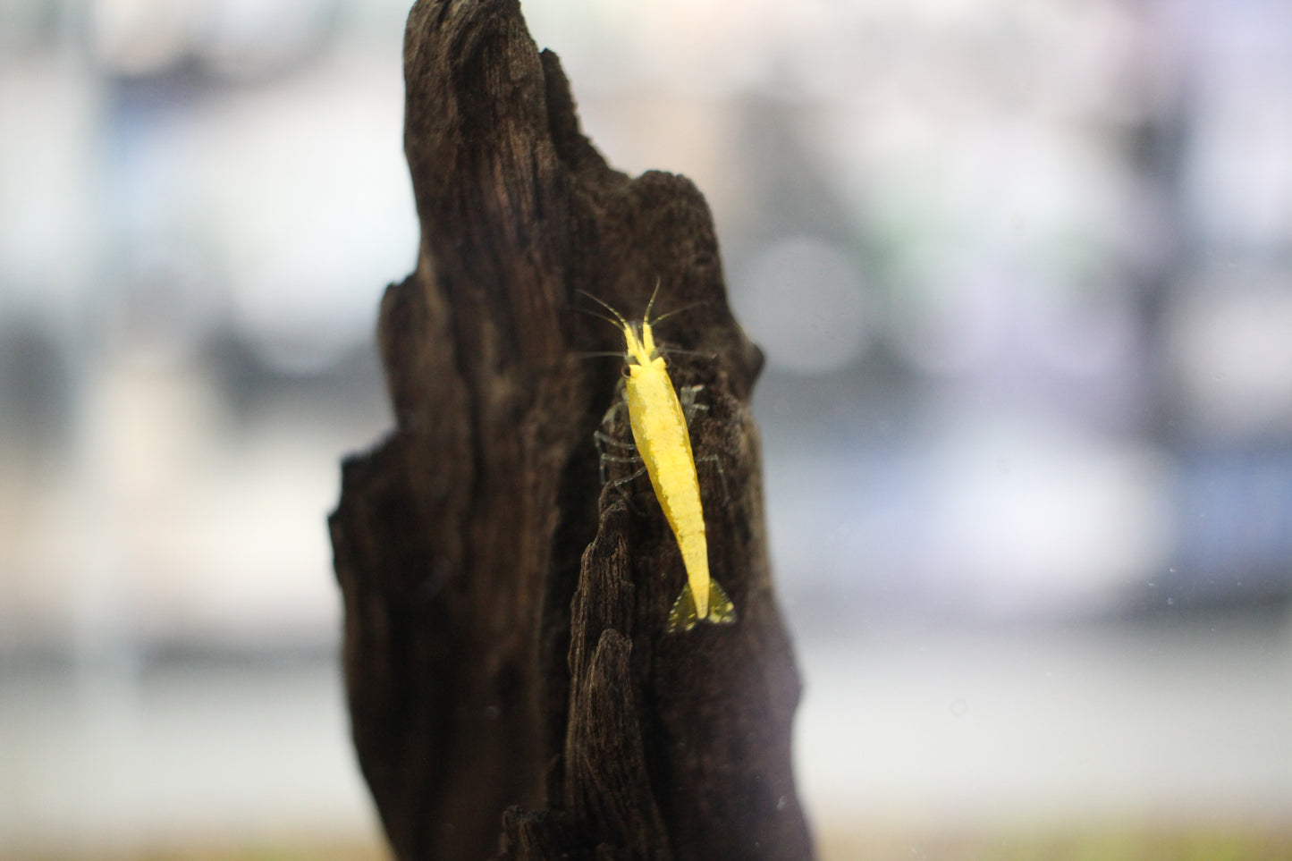 Yellow Shrimp - Neocaridina davidi var. 'Yellow'