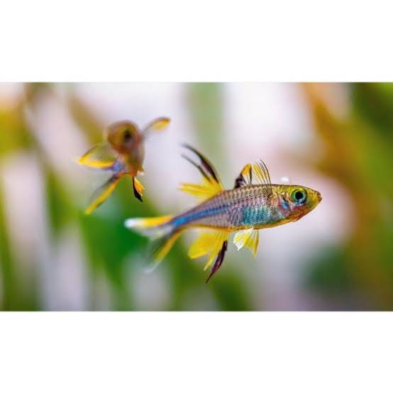 Celebes Rainbowfish
