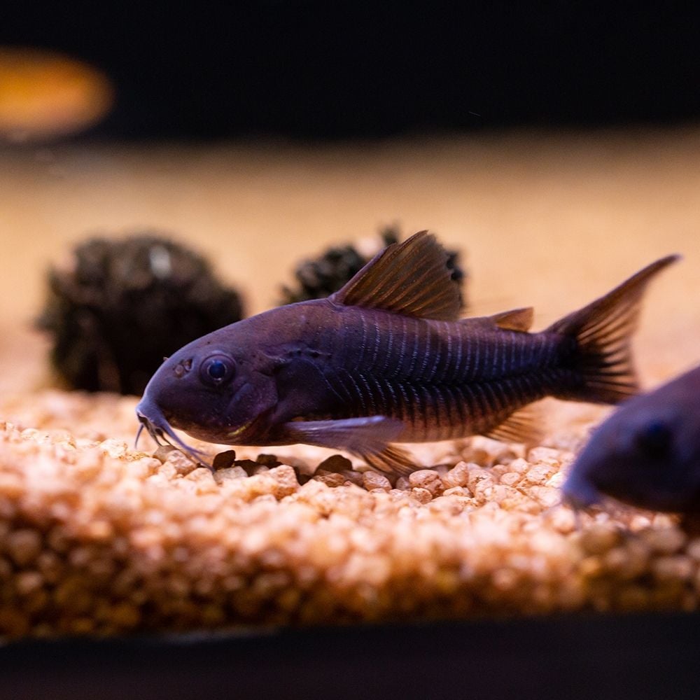 Black Venezuelan Corydoras