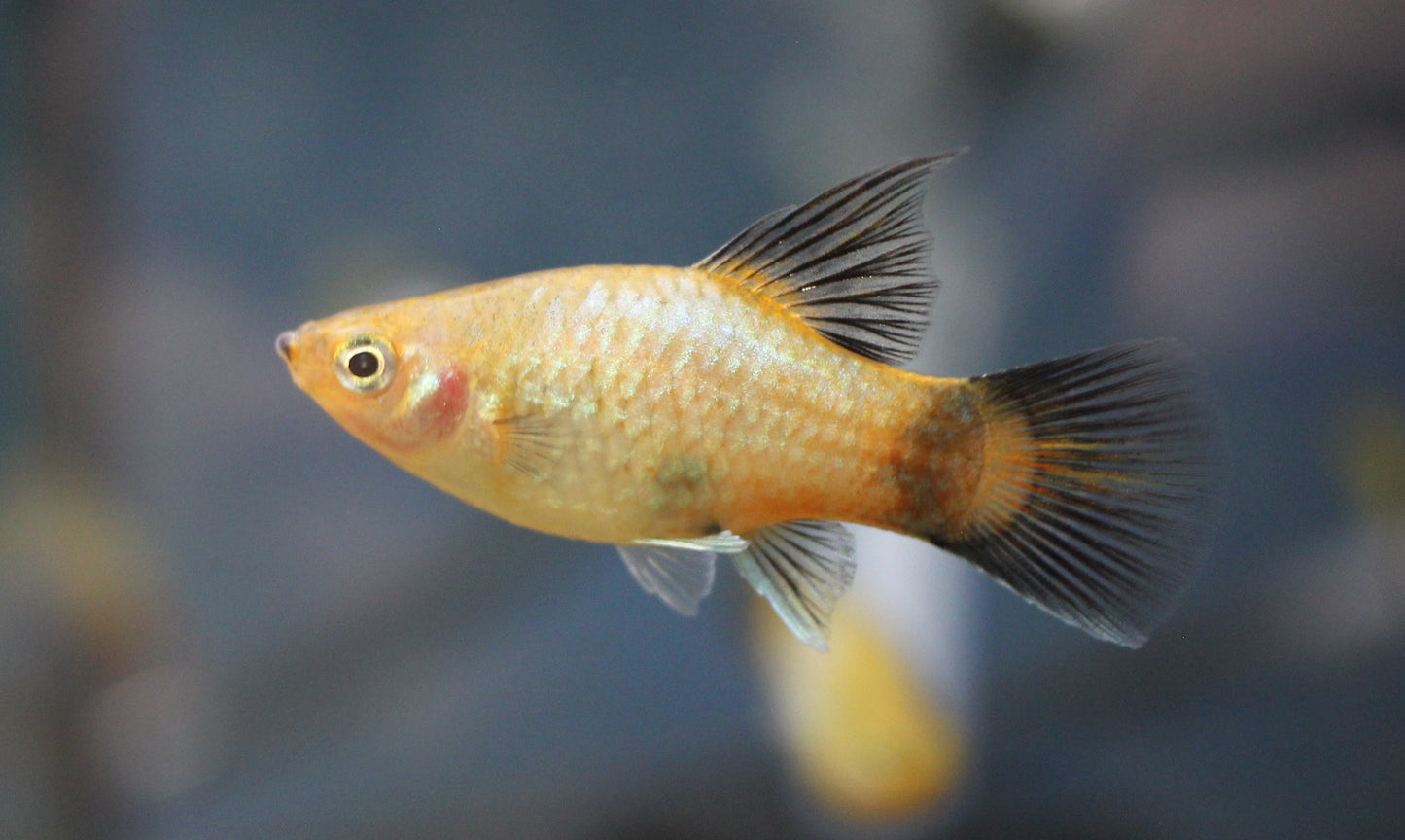 Neon Blue Wagtail Platy