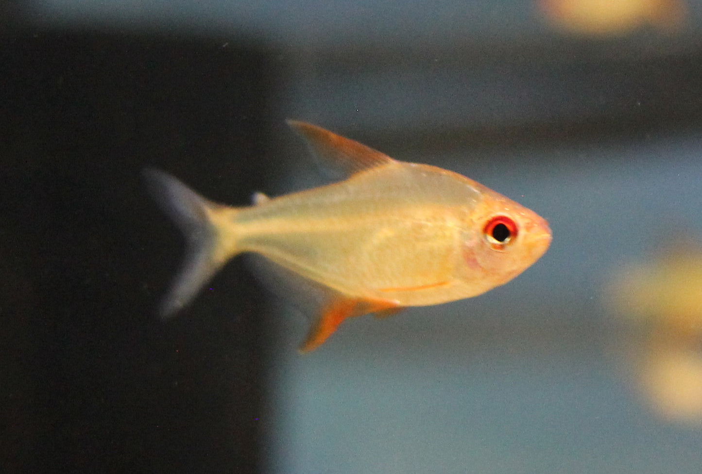 Bolivianum Orange Lemon Tetra