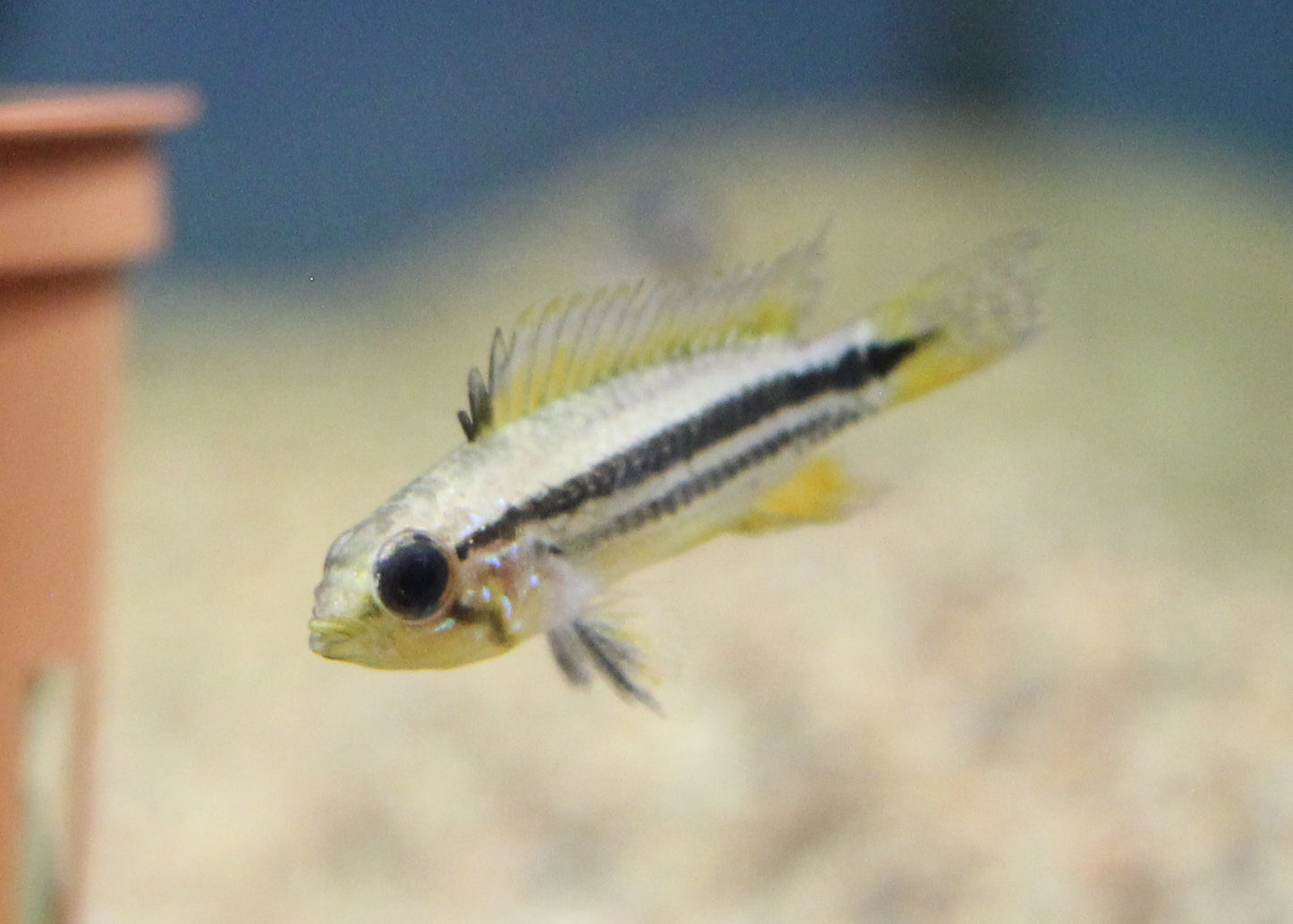 Apistogramma Agassizii (Wild-Caught)