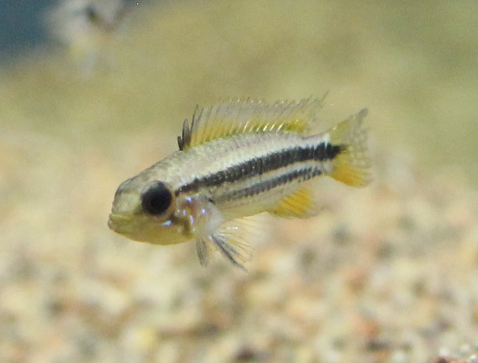 Apistogramma Agassizii (Wild-Caught)