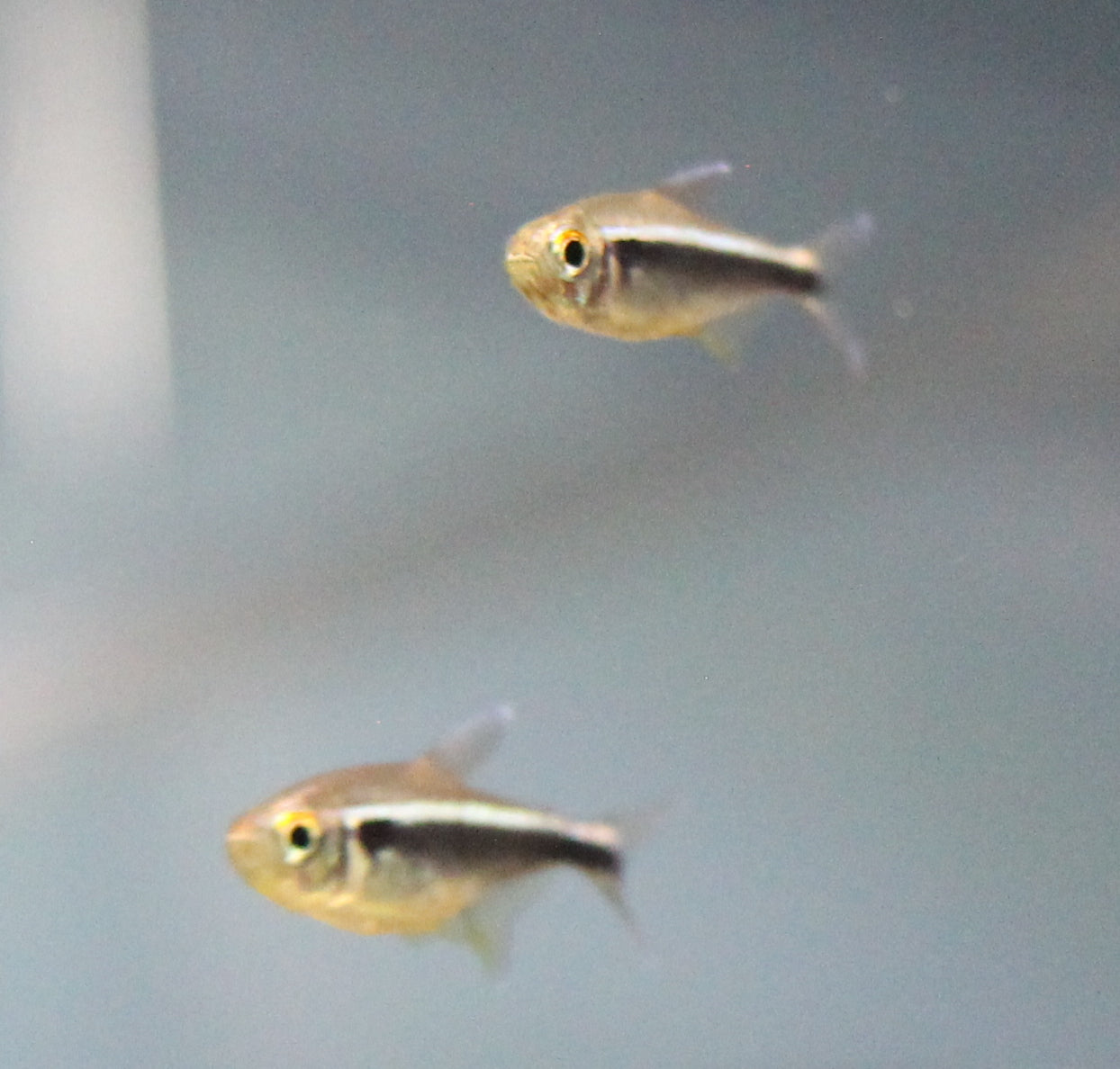 Black Neon Tetra