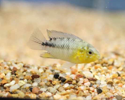 Apistogramma Borellii (pairs)