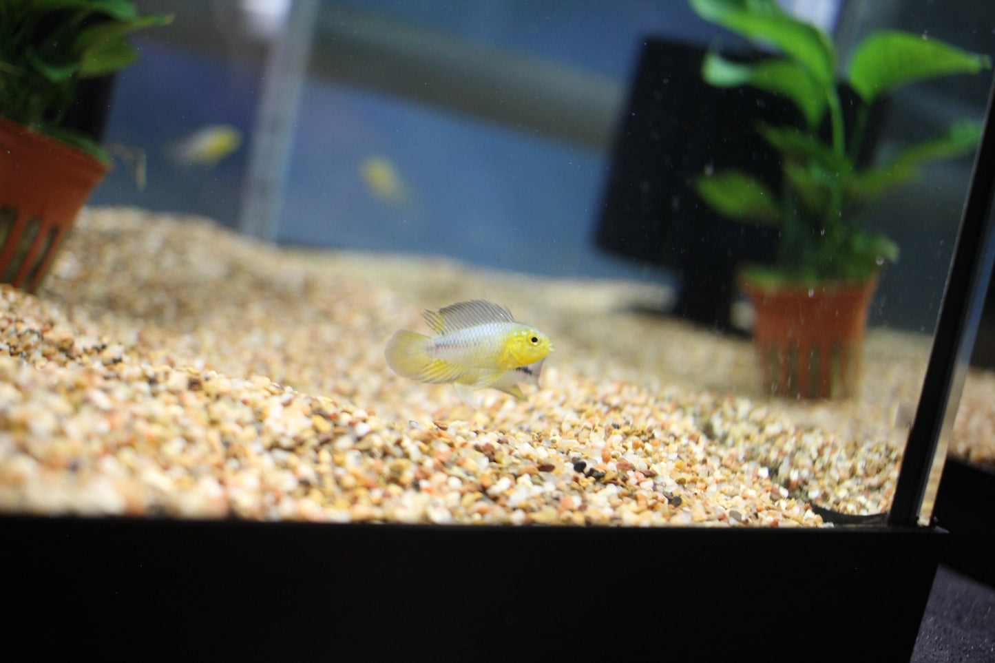 Apistogramma Borellii (pairs)