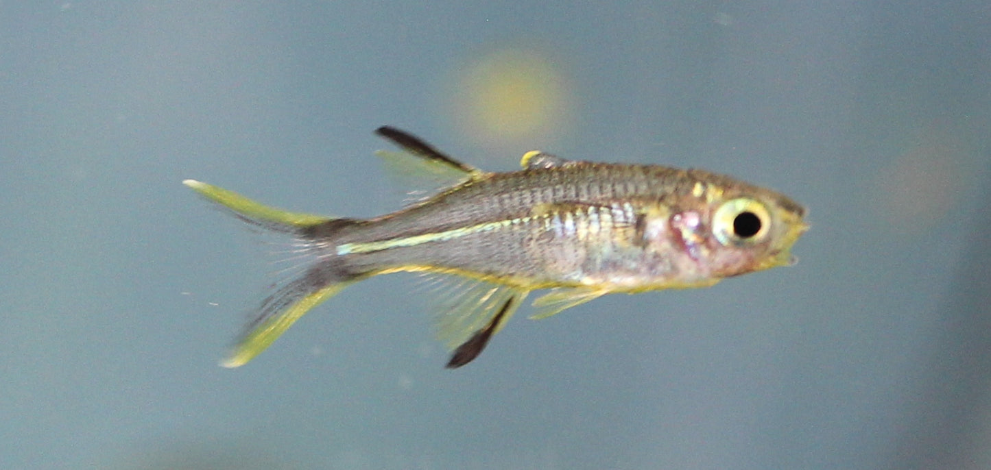 Celebes Rainbowfish