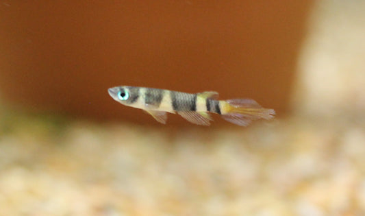 Clown Killifish