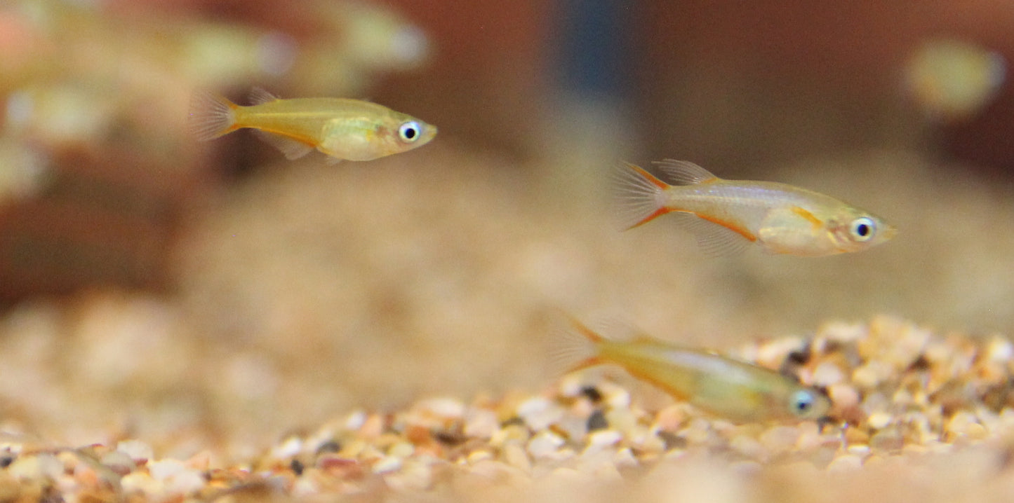 Daisy's Blue Ricefish