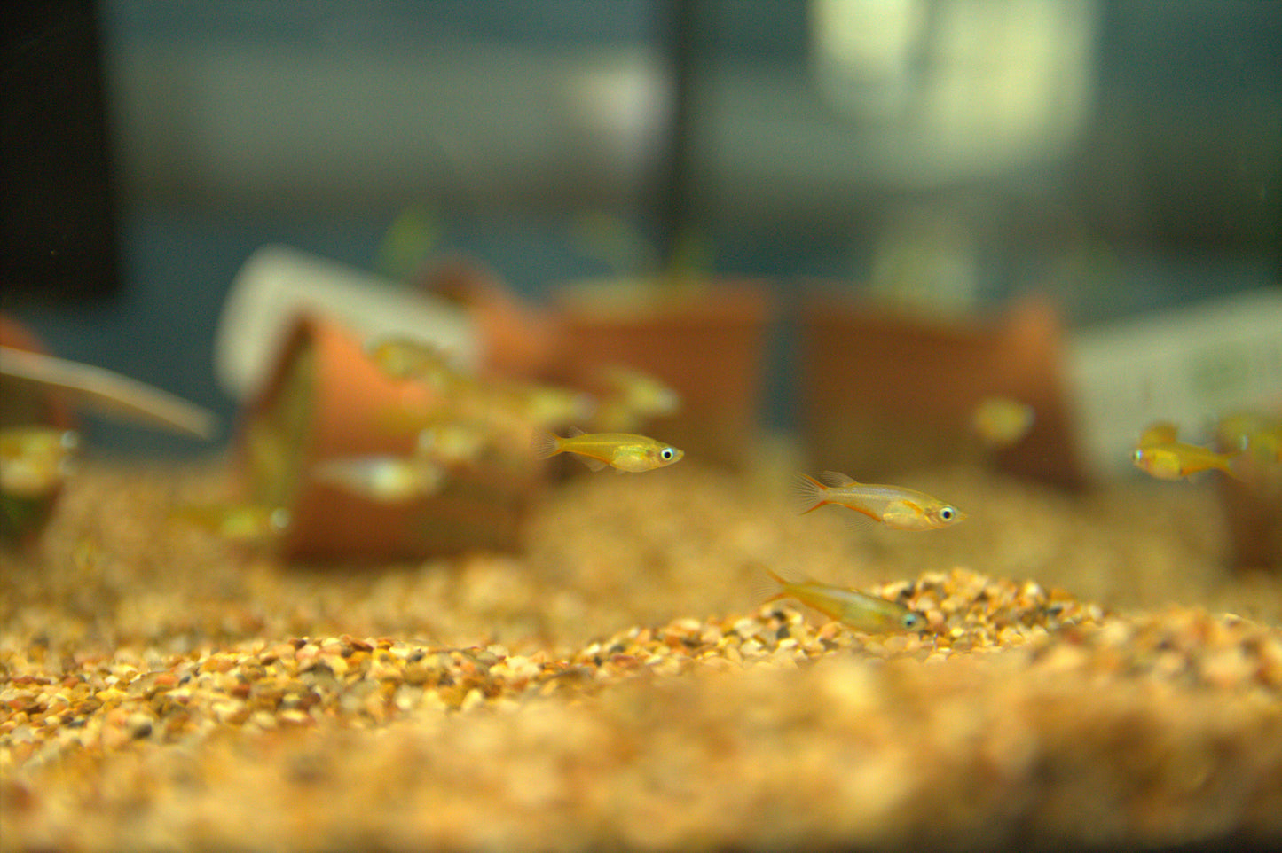 Daisy's Blue Ricefish