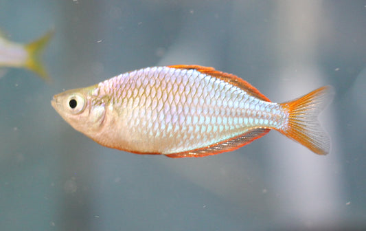 Dwarf Neon Rainbowfish (Praecox)