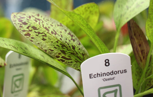 Echinodorus 'Ozelot'
