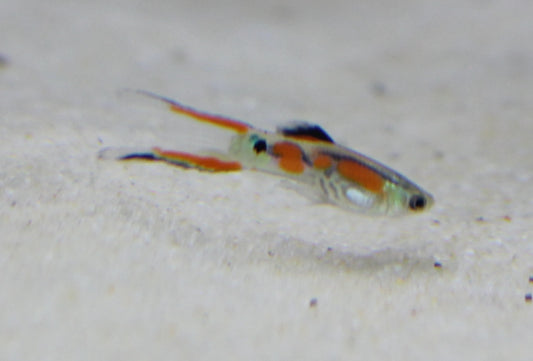 Endler's Livebearer (assorted males)