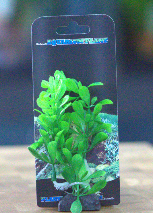 Ludwigia Green