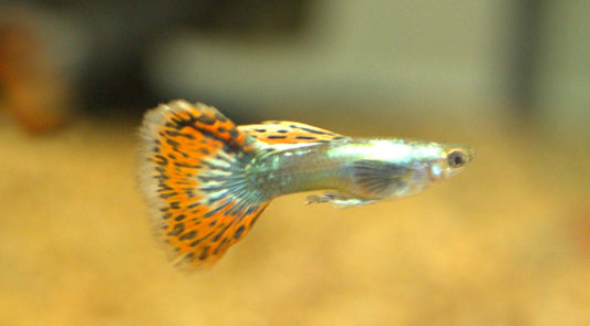 Fancy Guppies (Male)