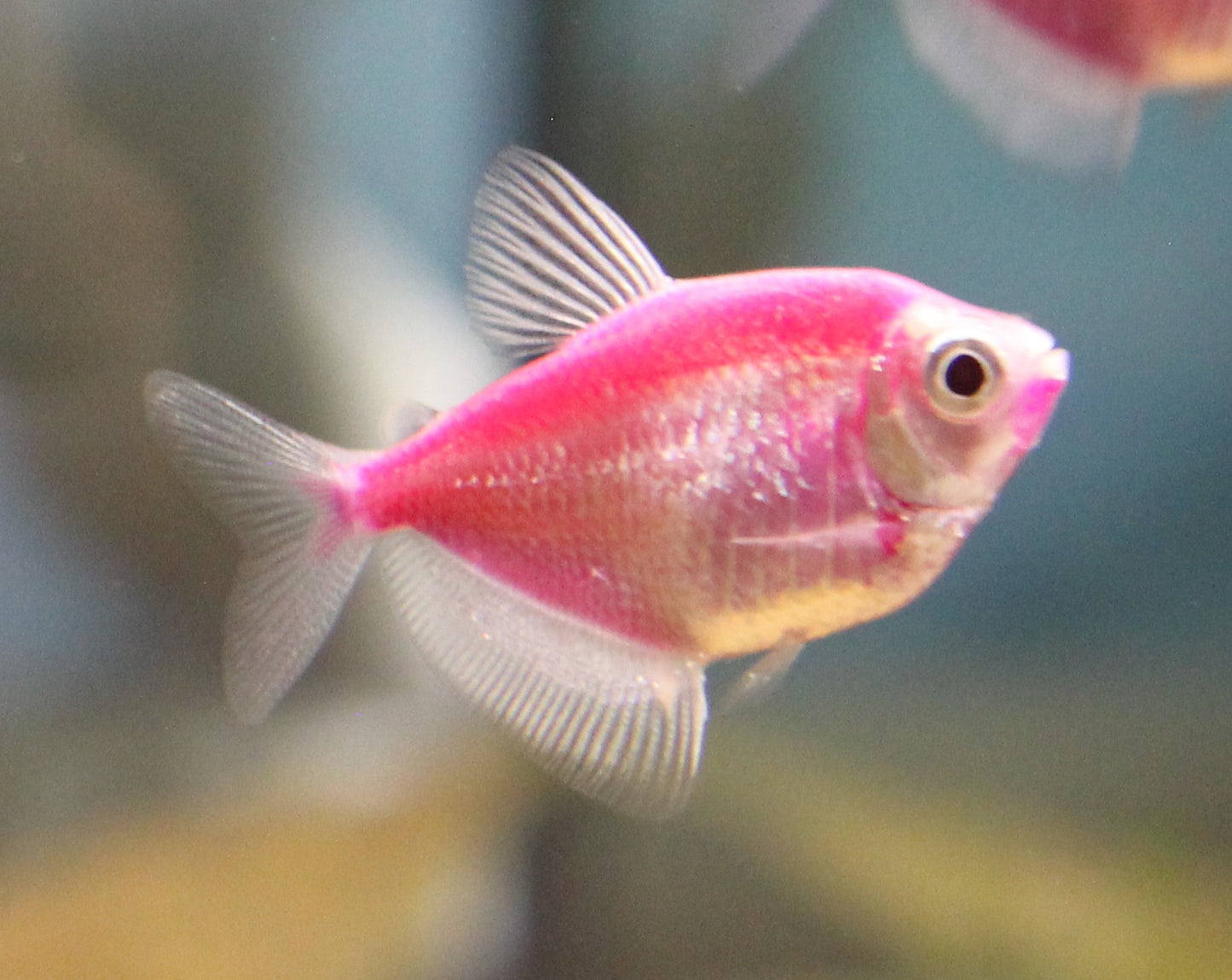 GloFish Tetra (Galaxy Purple)