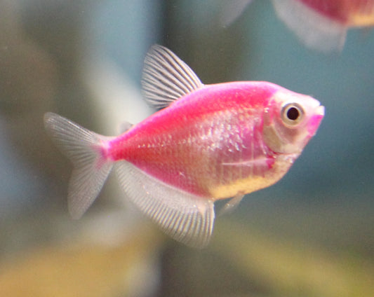 GloFish Tetra (Galaxy Purple)