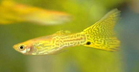 Gold Cobra Guppy (Male)