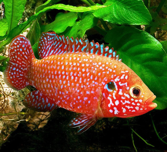 Jewel Cichlid