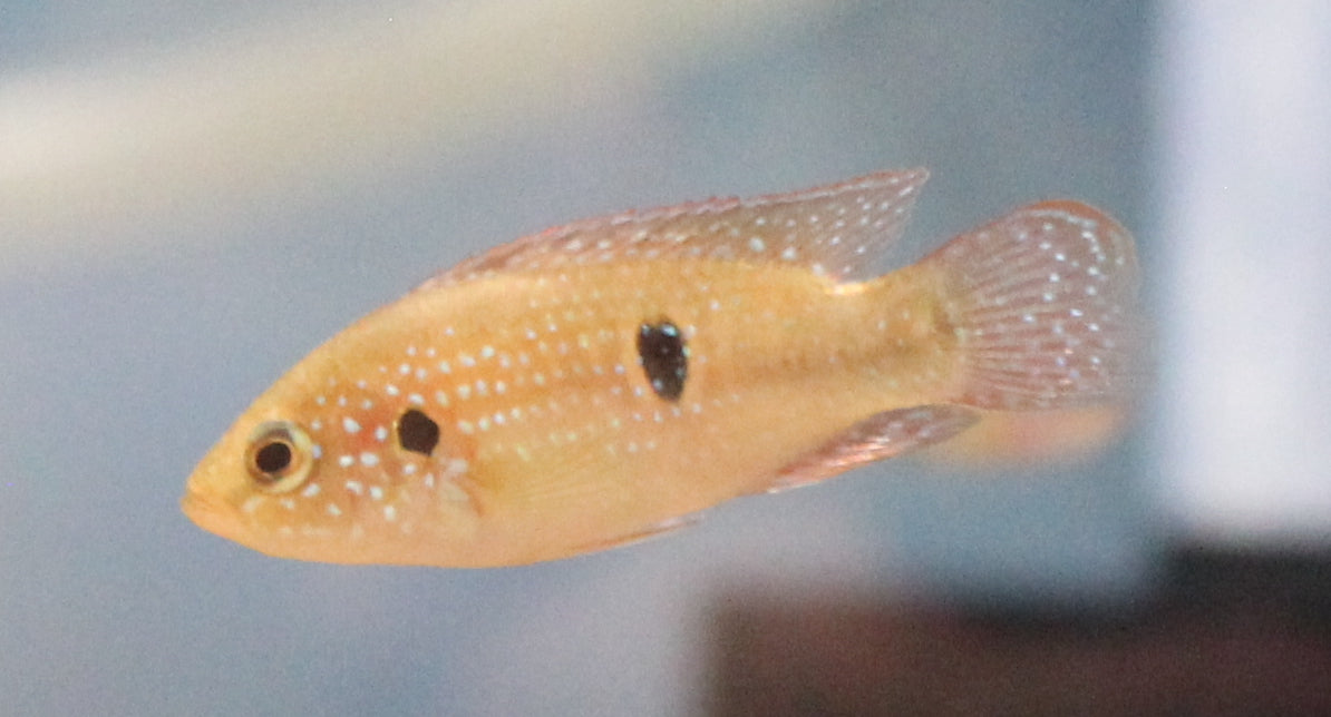 Jewel Cichlid