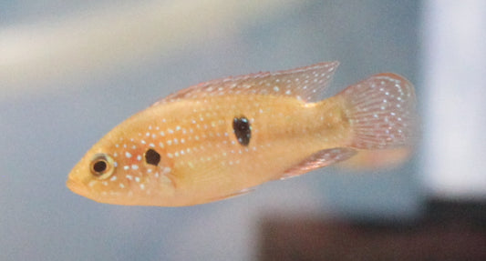 Jewel Cichlid