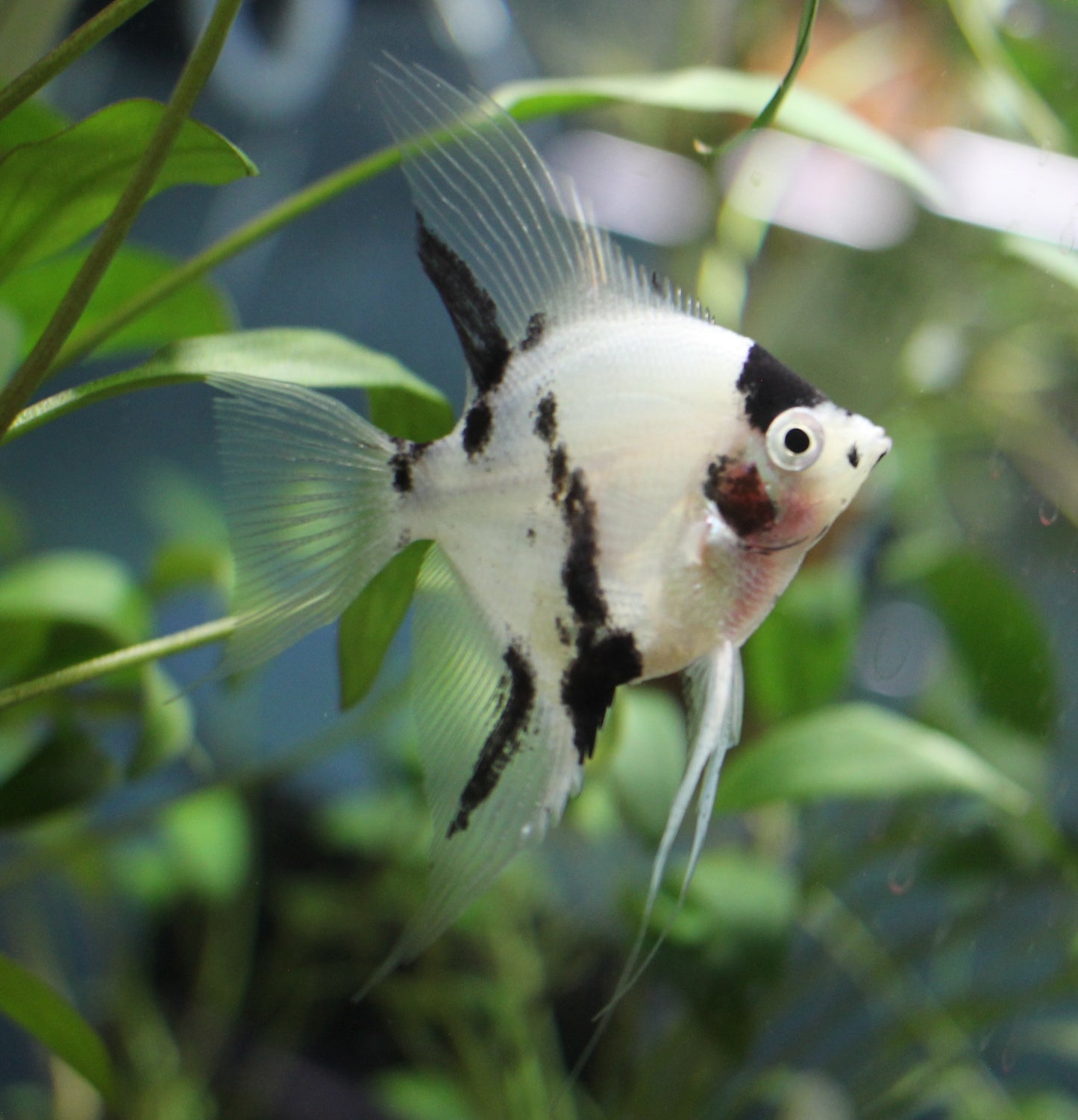 Koi Angelfish