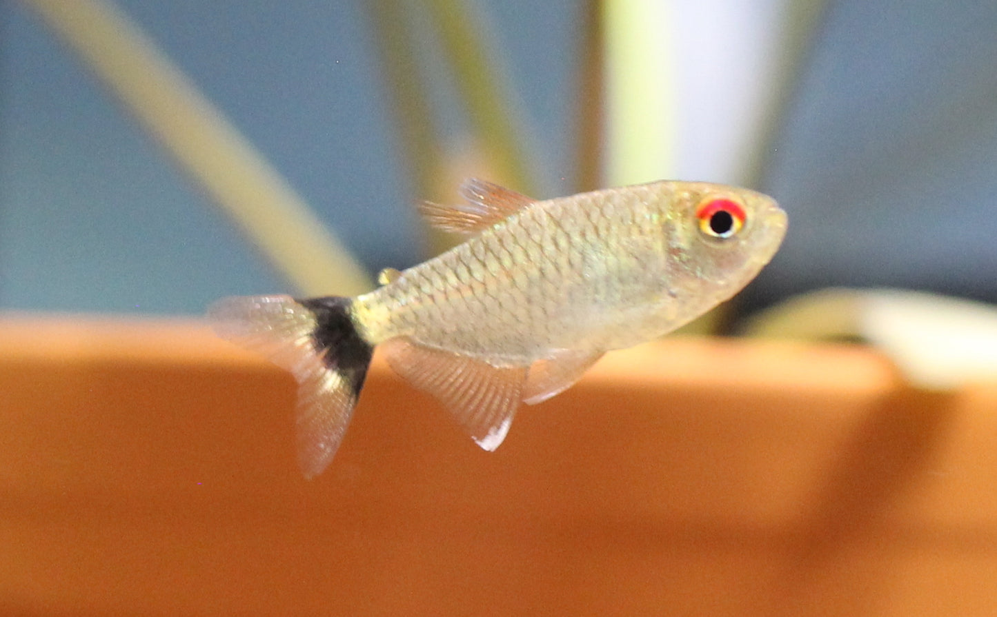 Redeye Tetra