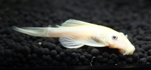 Blue-Eyed Lemon Bristlenose Pleco