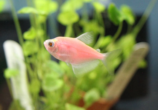 GloFish Tetra (Moonrise Pink)