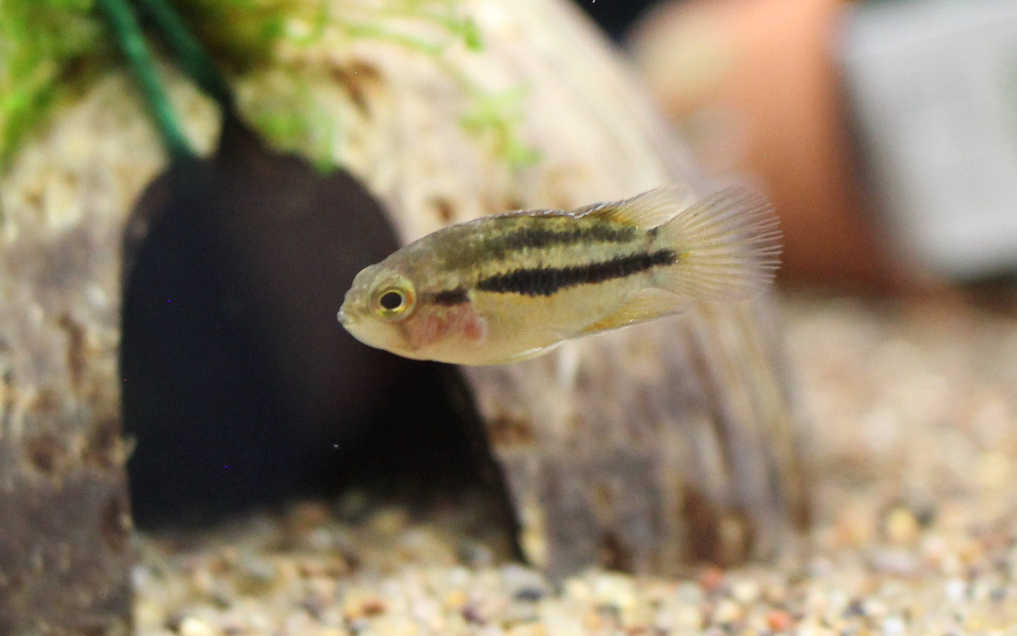 Golden Dwarf Cichlid