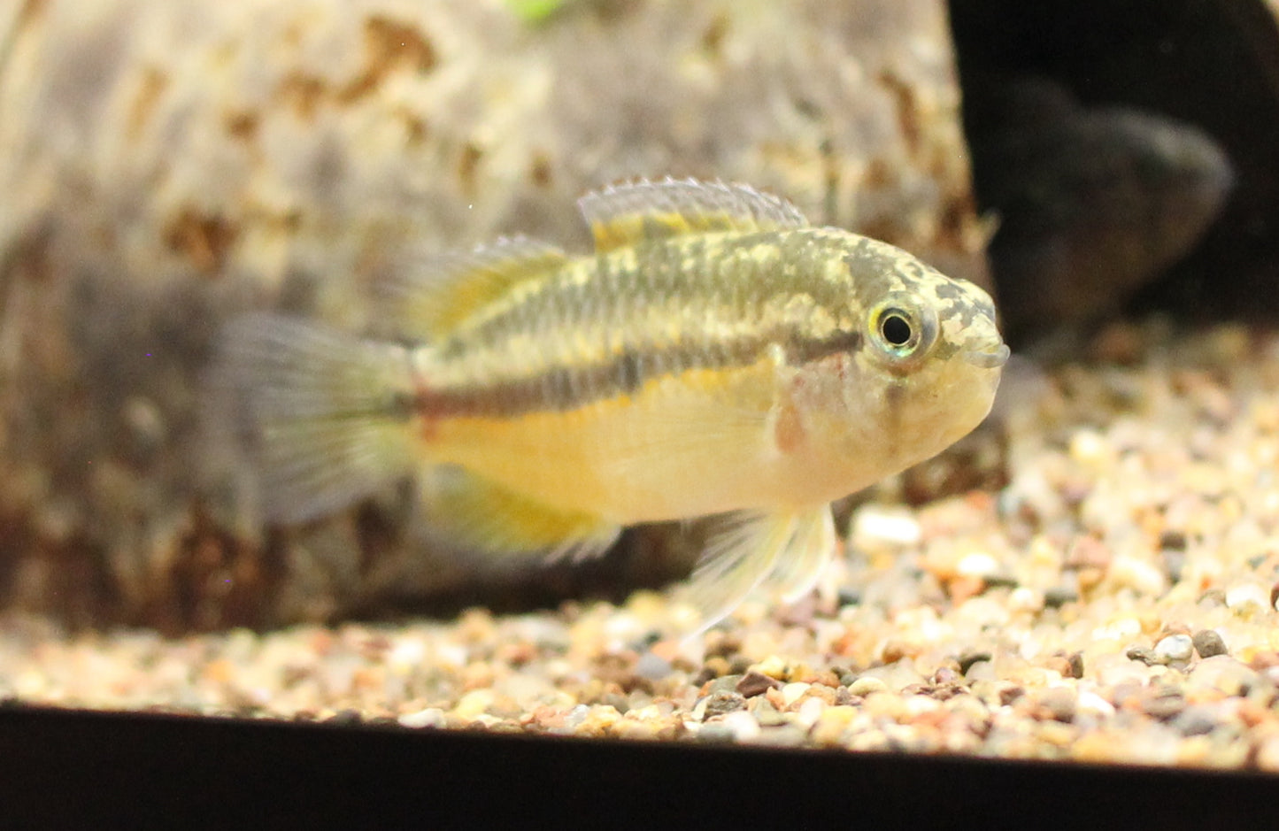 Golden Dwarf Cichlid