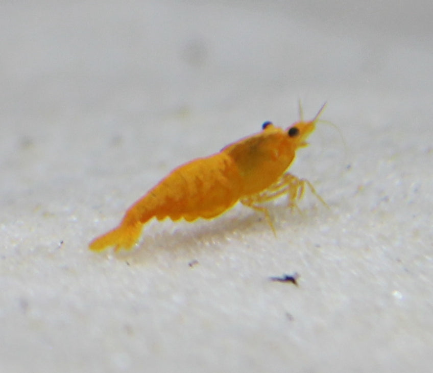 Orange Shrimp - Neocaridina davidi var. 'Orange'