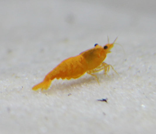 Orange Shrimp - Neocaridina davidi var. 'Orange'