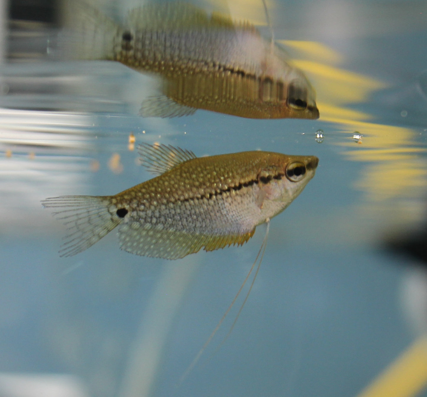 Pearl Gourami