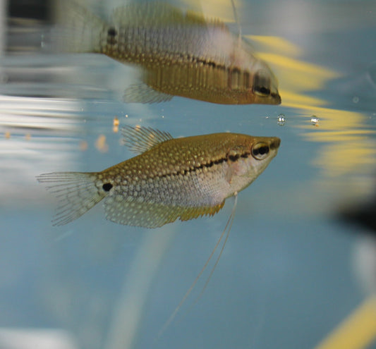 Pearl Gourami