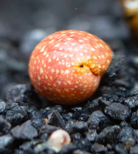 Pink Lady Mini Nerite