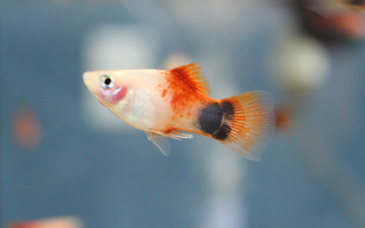 Pink Mickey Mouse Platy