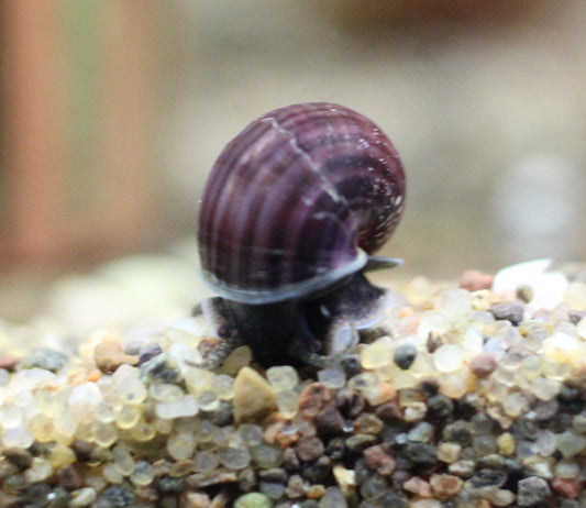 Purple Mystery Snail