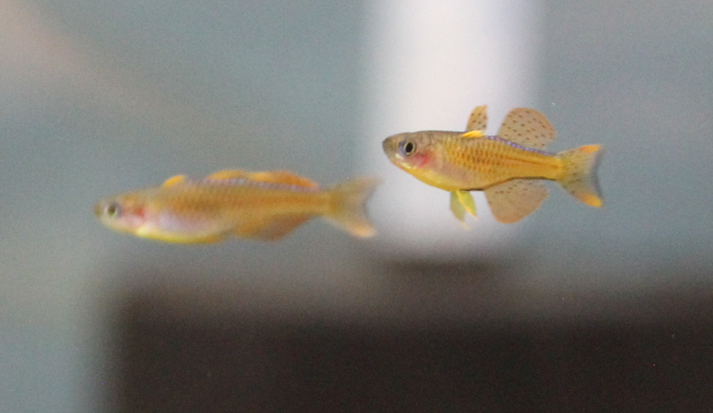 Red Neon Rainbowfish