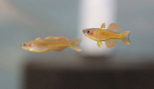 Red Neon Rainbowfish