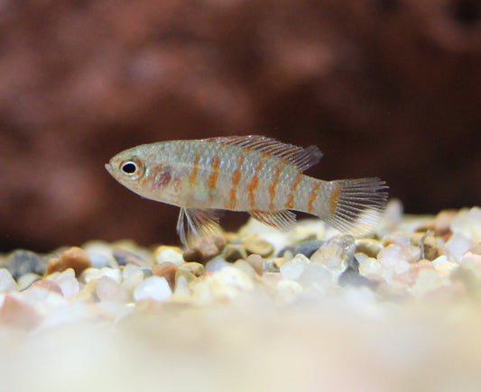 Scarlet Badis